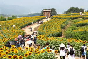 강주 해바라기축제,국내여행,음식정보