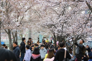 안양충훈벚꽃축제,국내여행,음식정보