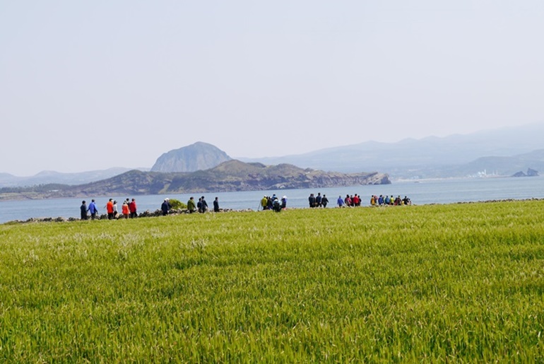 가파도청보리축제 ,국내여행,음식정보