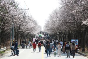 여주홍천남한강벚꽃축제 ,경기도 여주시,지역축제,축제정보