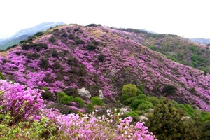 고려산진달래축제,국내여행,음식정보