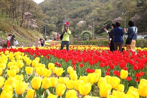 동적골튤립축제,광주광역시 동구,지역축제,축제정보