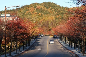 팔공산단풍축제,국내여행,음식정보