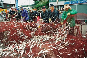 기장멸치축제,부산광역시 기장군,지역축제,축제정보