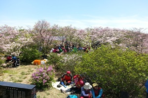 대운산철쭉제,울산광역시 울주군,지역축제,축제정보