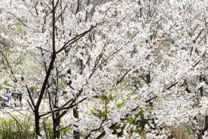 서사라문화거리축제,제주특별자치도 제주시,지역축제,축제정보