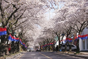 제주왕벚꽃축제,제주특별자치도 제주시,지역축제,축제정보