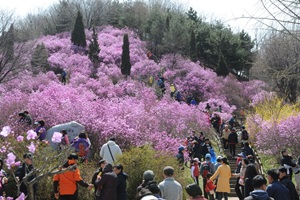 원미산진달래축제,경기도 부천시,지역축제,축제정보