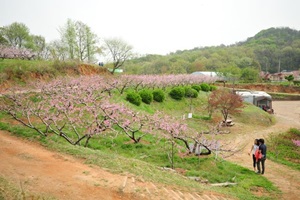 춘덕산복숭아꽃축제,국내여행,음식정보