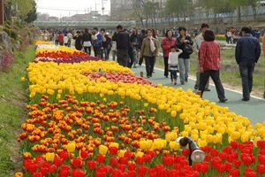 수원천튤립축제,경기도 수원시,지역축제,축제정보