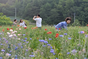 용수골 꽃양귀비축제,강원도 원주시,지역축제,축제정보