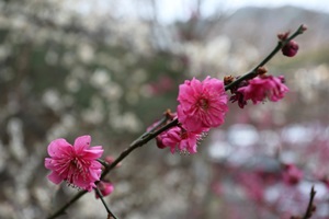 광양매화축제,국내여행,음식정보