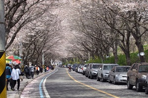 섬진강변벚꽃축제,국내여행,음식정보