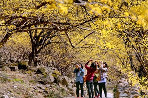 구례산수유꽃축제,전라남도 구례군,지역축제,축제정보