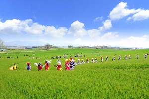 고창청보리밭축제,국내여행,음식정보