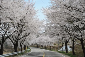 모악산축제,국내여행,음식정보