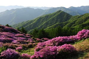 남원 바래봉 철쭉제,국내여행,음식정보