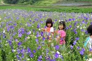 순창도라지축제,국내여행,음식정보