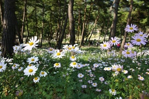 정읍구절초축제,국내여행,음식정보