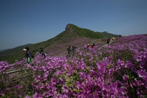 산청황매산철쭉제,경상남도 산청군,지역축제,축제정보