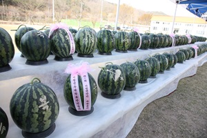 의령토요애수박축제,경상남도 의령군,지역축제,축제정보