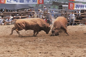 의령 전국민속소싸움대회,경상남도 의령군,지역축제,축제정보