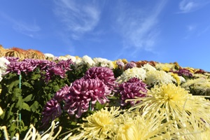 마산가고파 국화축제,국내여행,음식정보