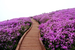 합천황매산철쭉제,국내여행,음식정보