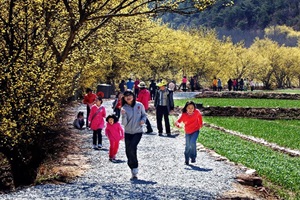 의성 산수유 꽃 축제,경상북도 의성군,지역축제,축제정보