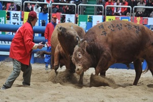 청도소싸움축제,경상북도 청도군,지역축제,축제정보