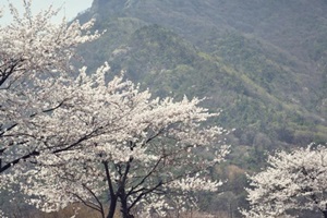 계룡산벚꽃축제,국내여행,음식정보