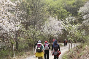 금산 비단고을 산꽃축제,국내여행,음식정보