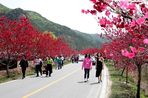 홍도화축제,충청남도 금산군,지역축제,축제정보