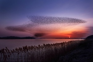 서천군산금강철새여행,국내여행,음식정보