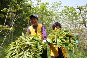 옥천참옻순축제,충청북도 옥천군,지역축제,축제정보