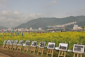 부산 낙동강 유채꽃 축제,부산광역시 강서구,지역축제,축제정보