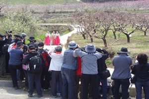 영천 대창 복사꽃 문화축제,국내여행,음식정보