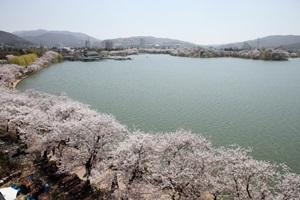 경주벚꽃축제,국내여행,음식정보