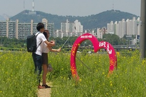 한강서래섬유채꽃축제,서울특별시 서초구,지역축제,축제정보