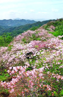 광양 비장의무기 하나 더!