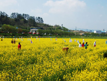 영광 찰보리문화축제