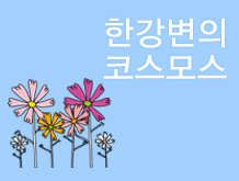 한강변의 코스모스