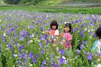 순창도라지축제,지역축제,축제정보