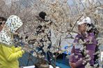 미선나무 꽃축제,지역축제,축제정보
