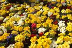 동구불로화훼봄꽃축제,지역축제,축제정보