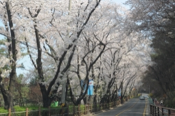 경기도청 벚꽃길,국내여행,여행지추천