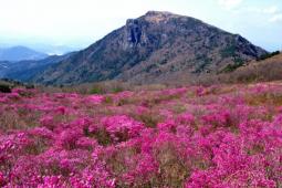 비슬산 (자연휴양림),국내여행,여행지추천