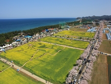 삼척역, 맹방 유채꽃 축제