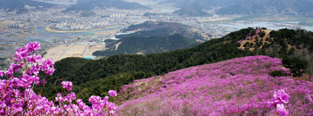 밀양 최고의 아름다움,  종남산 진달래