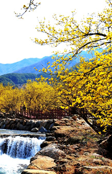 구례, 구례산수유축제